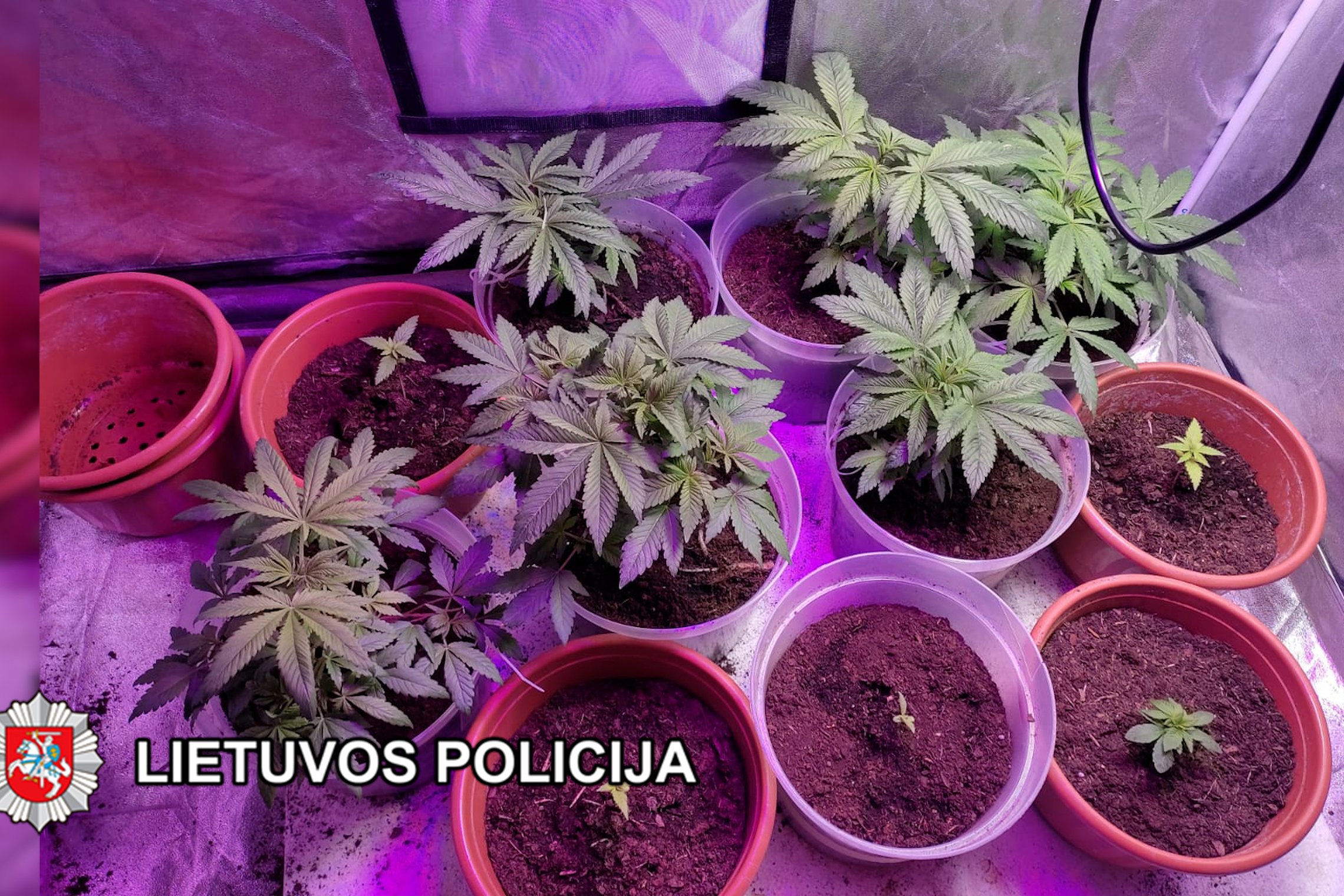 Iliustracija