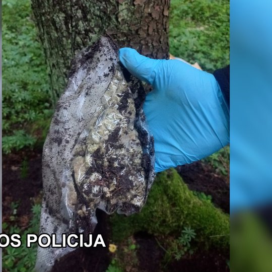 Iliustracija