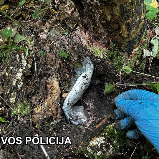 Iliustracija